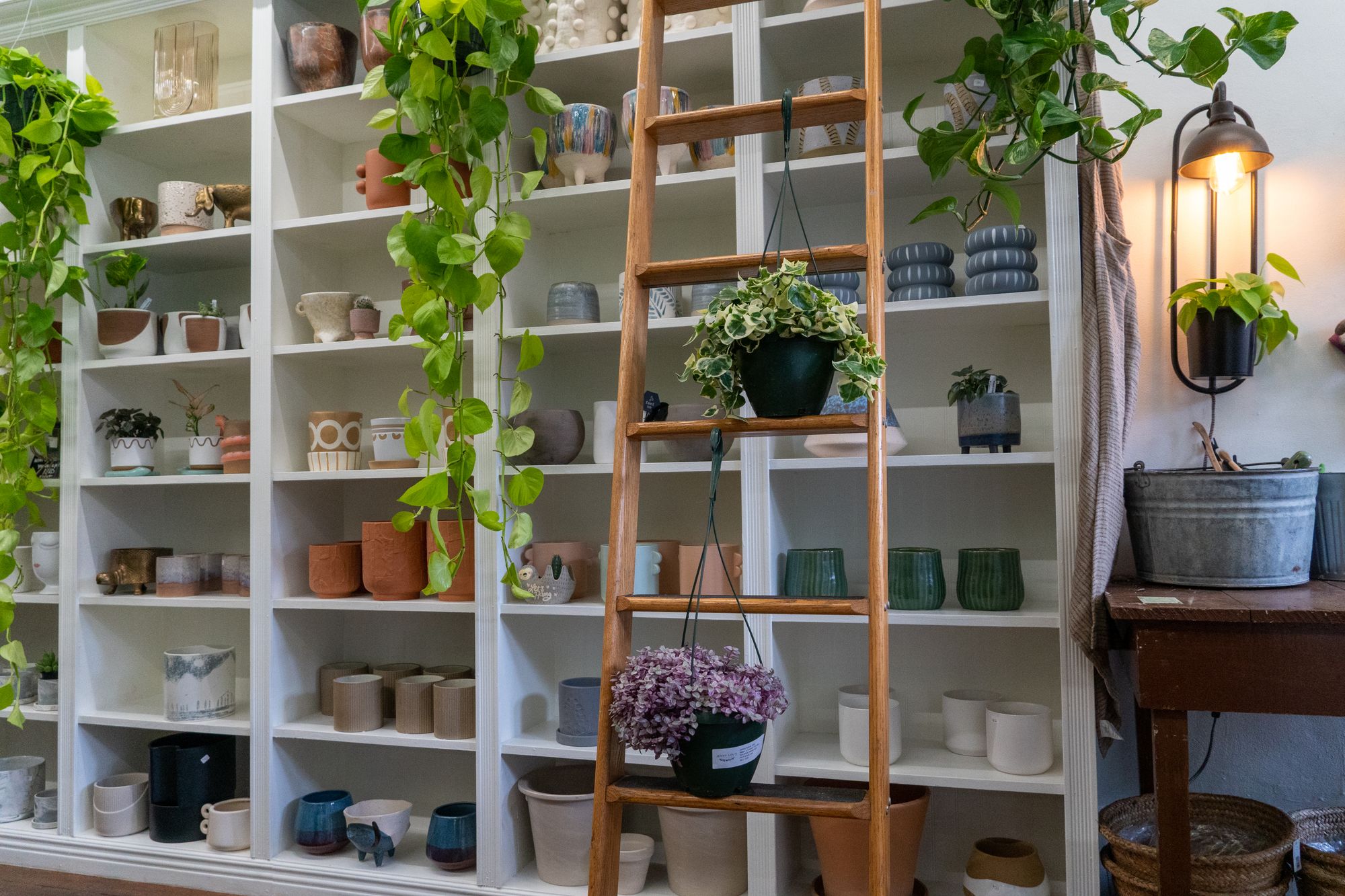 Céramiques et plantes dans un magasin d'articles ménagers